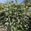 Kunzea ambigua - Tick Bush - Image 2