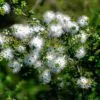 Kunzea ambigua - Tick Bush - Image 6
