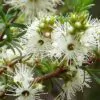 Kunzea ambigua - Tick Bush - Image 8