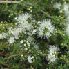 Kunzea ambigua - Tick Bush - Image 9