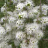 Kunzea ambigua - Tick Bush - Image 11