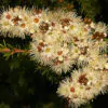 Kunzea ambigua - Tick Bush - Image 12