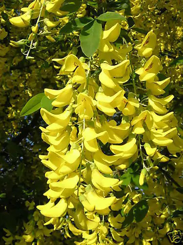 Laburnum anagyroides - Golden Rain - Image 2