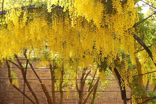 Laburnum anagyroides - Golden Rain - Image 4
