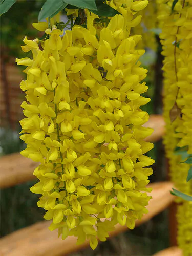 Laburnum anagyroides - Golden Rain - Image 5