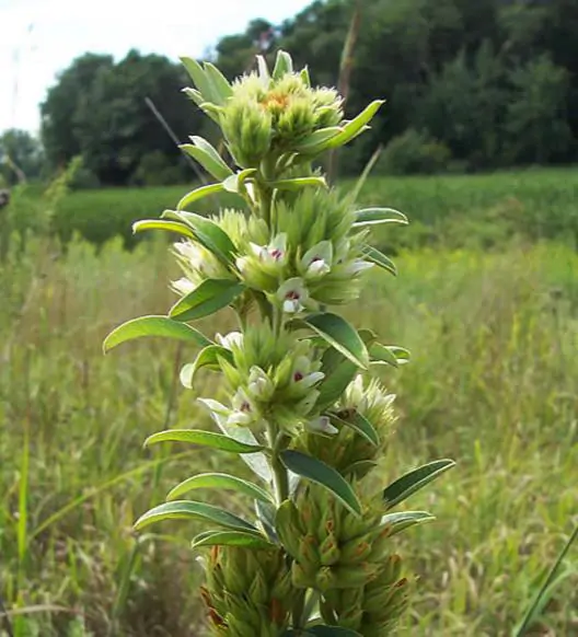 Lespedeza capitata - Lespedeza l, round-head lespedeza, rabbit foot, dusty-clover, rabbit foot plant - Image 3