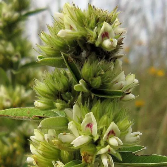 Lespedeza capitata - Lespedeza l, round-head lespedeza, rabbit foot, dusty-clover, rabbit foot plant - Image 5