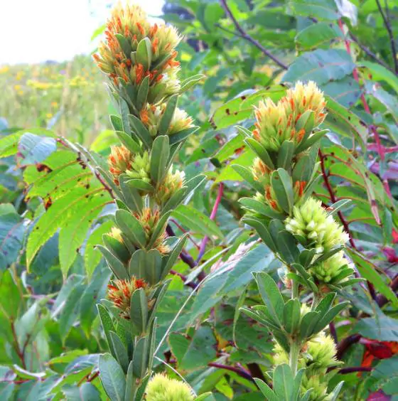 Lespedeza capitata - Lespedeza l, round-head lespedeza, rabbit foot, dusty-clover, rabbit foot plant - Image 8