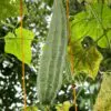 Luffa acutangula - Loofah, Sponge Gourd - Image 2