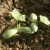 Luffa acutangula - Loofah, Sponge Gourd - Image 3