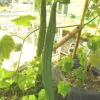 Luffa acutangula - Loofah, Sponge Gourd - Image 4