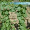 Luffa acutangula - Loofah, Sponge Gourd - Image 5