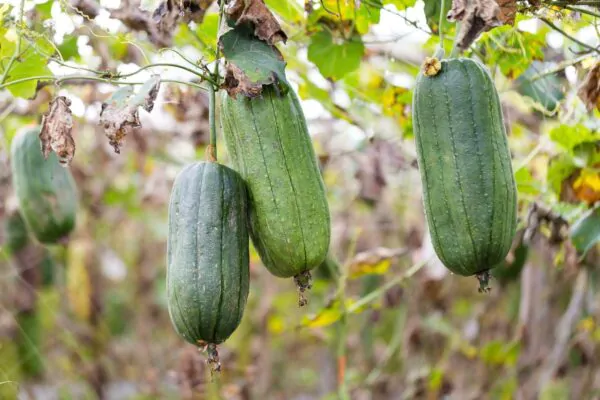 Luffa cylindrica / Luffa aegyptiaca / Cucurbita luffa / Momordica cylindrica - Loofah, Sponge Gourd, Vegetable Sponge, Egyptian Cucumber, Vietnamese Luffa - Image 2