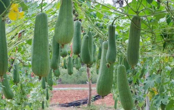 Luffa cylindrica / Luffa aegyptiaca / Cucurbita luffa / Momordica cylindrica - Loofah, Sponge Gourd, Vegetable Sponge, Egyptian Cucumber, Vietnamese Luffa - Image 3