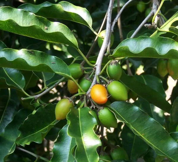Mimusops elengi - Spanish Cherry - Image 5
