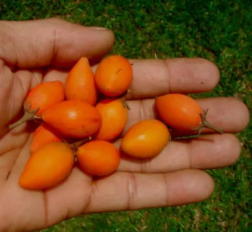 Mimusops elengi - Spanish Cherry - Image 8