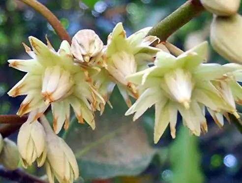 Mimusops elengi - Spanish Cherry - Image 9