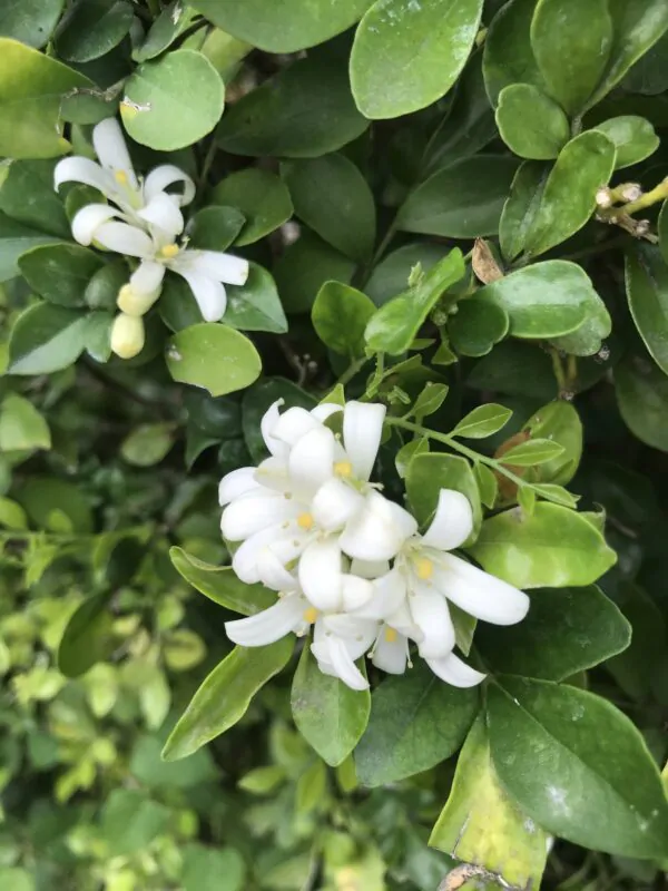 Murraya paniculata / Chalcas paniculata - Orange Jasmine, Orange Jessamine, China Box, Mock Orange