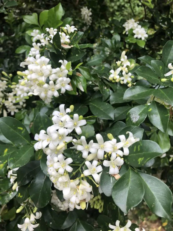 Murraya paniculata / Chalcas paniculata - Orange Jasmine, Orange Jessamine, China Box, Mock Orange - Image 2