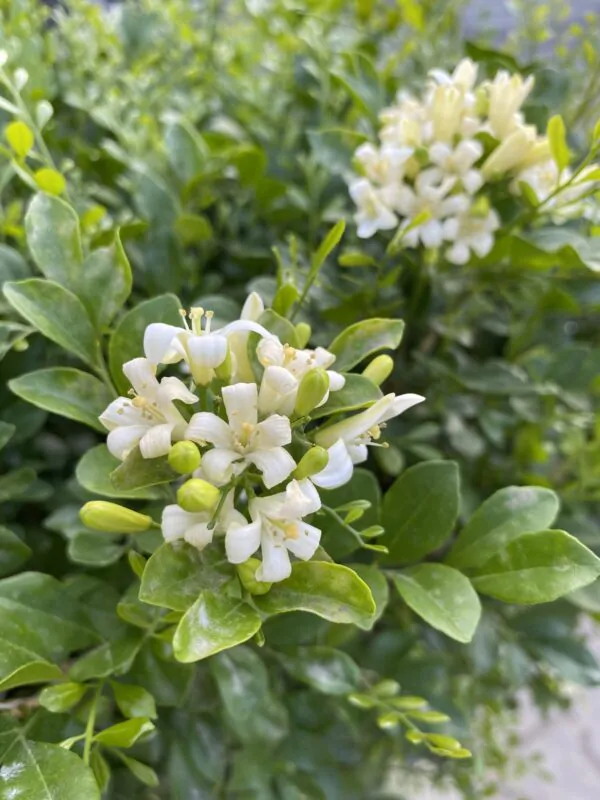 Murraya paniculata / Chalcas paniculata - Orange Jasmine, Orange Jessamine, China Box, Mock Orange - Image 3