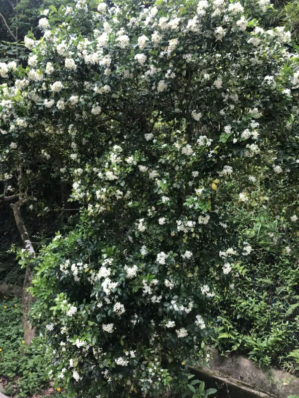 Murraya paniculata / Chalcas paniculata - Orange Jasmine, Orange Jessamine, China Box, Mock Orange - Image 6