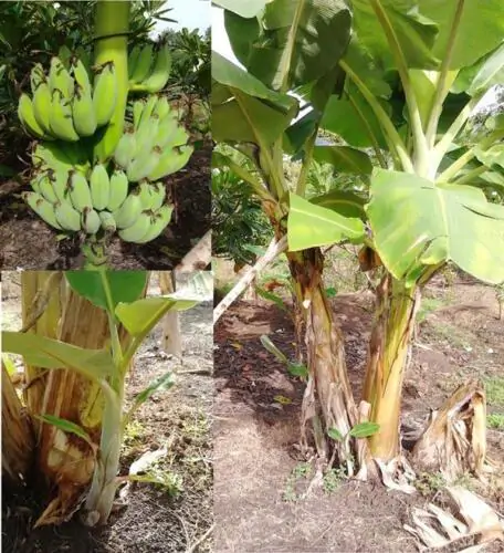 Musa acuminata ssp. acuminata - Banana Tree - Image 2