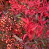 Nandina domestica - celeste bamboo, divine bamboo, sacred bamboo - Image 2