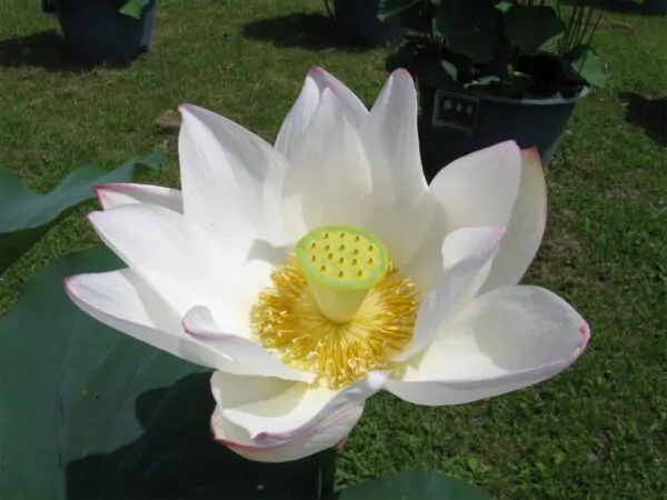 Nelumbo nucifera 'White' / Nelumbium speciosum / Nelumbo komarovii / Nymphaea nelumbo - Indian Lotus, Sacred Lotus, Lotus - Image 4