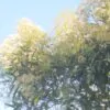 Nuxia floribunda - Forest elder - Image 3