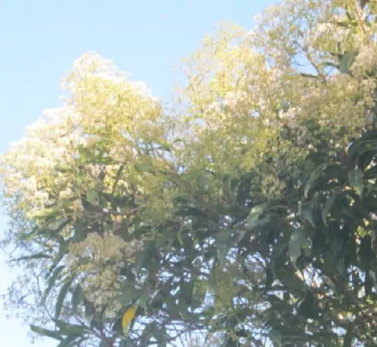Nuxia floribunda - Forest elder - Image 3
