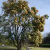 Nuxia floribunda - Forest elder - Image 4