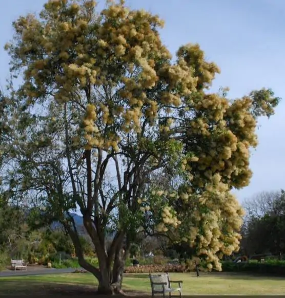 Nuxia floribunda - Forest elder - Image 4