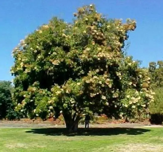 Nuxia floribunda - Forest elder - Image 5