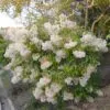 Nuxia floribunda - Forest elder - Image 7