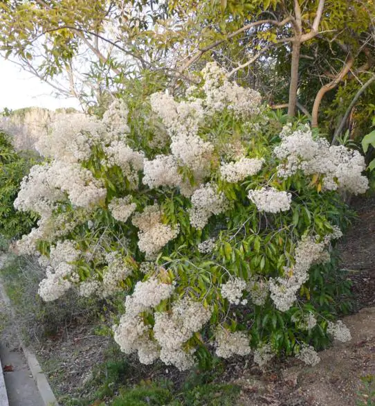 Nuxia floribunda - Forest elder - Image 7