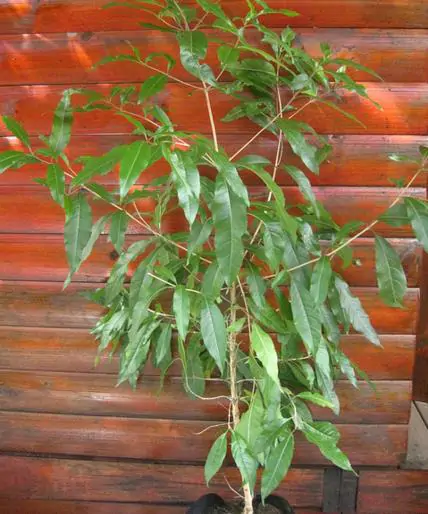 Nuxia floribunda - Forest elder - Image 8
