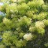 Nuxia floribunda - Forest elder - Image 9