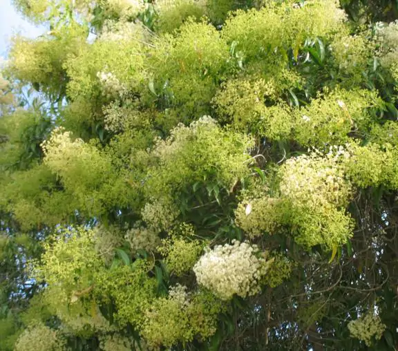 Nuxia floribunda - Forest elder - Image 9