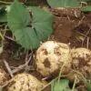 Pachyrhizus erosus - Jícama, Mexican yam bean, Mexican turnip - Image 2