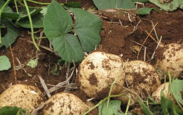 Pachyrhizus erosus - Jícama, Mexican yam bean, Mexican turnip - Image 2