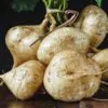 Pachyrhizus erosus - Jícama, Mexican yam bean, Mexican turnip - Image 3