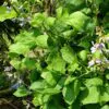 Pachyrhizus erosus - Jícama, Mexican yam bean, Mexican turnip - Image 4