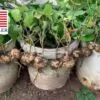 Pachyrhizus erosus - Jícama, Mexican yam bean, Mexican turnip - Image 5