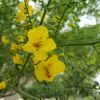 Parkinsonia aculeata / Inga pyriformis / Mimosa pedunculata / Parkia harbesonii / Parkia macropoda - Palo Verde, Mexican Palo Verde, Parkinsonia, Jerusalem Thorn, Jelly Bean Tree, Palo De Rayo, Retama - Image 2