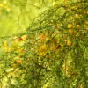 Parkinsonia aculeata / Inga pyriformis / Mimosa pedunculata / Parkia harbesonii / Parkia macropoda - Palo Verde, Mexican Palo Verde, Parkinsonia, Jerusalem Thorn, Jelly Bean Tree, Palo De Rayo, Retama - Image 3