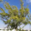 Parkinsonia aculeata / Inga pyriformis / Mimosa pedunculata / Parkia harbesonii / Parkia macropoda - Palo Verde, Mexican Palo Verde, Parkinsonia, Jerusalem Thorn, Jelly Bean Tree, Palo De Rayo, Retama - Image 4