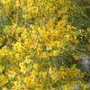 Parkinsonia aculeata / Inga pyriformis / Mimosa pedunculata / Parkia harbesonii / Parkia macropoda - Palo Verde, Mexican Palo Verde, Parkinsonia, Jerusalem Thorn, Jelly Bean Tree, Palo De Rayo, Retama - Image 5