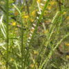 Parkinsonia aculeata / Inga pyriformis / Mimosa pedunculata / Parkia harbesonii / Parkia macropoda - Palo Verde, Mexican Palo Verde, Parkinsonia, Jerusalem Thorn, Jelly Bean Tree, Palo De Rayo, Retama - Image 9