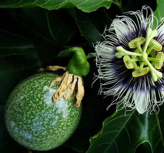 Passiflora edulis f. flavicarpa - Caramel Passion Fruit Maracuja, Sweet Giant Passion Fruit, Passion Fruit Lilikoi - Image 2