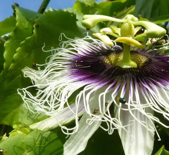Passiflora edulis f. flavicarpa - Caramel Passion Fruit Maracuja, Sweet Giant Passion Fruit, Passion Fruit Lilikoi - Image 3